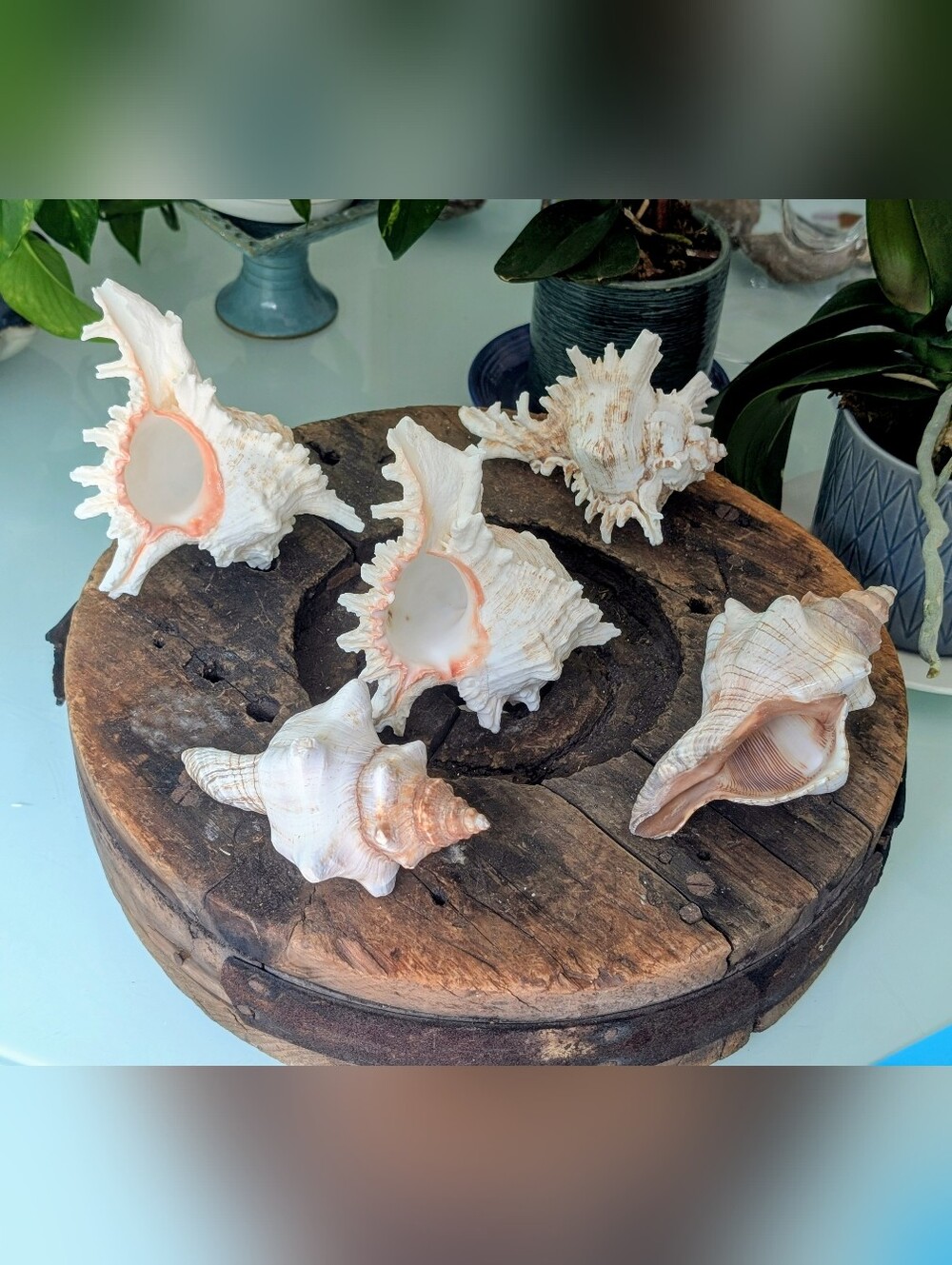 Large Coastal Shell Collection | 3 Murex Conch | 2 Fox Conch